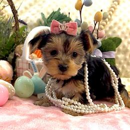 Princess Belle - Black and tan female Yorkshire Terrier puppy in Fairview, West Virginia from Prims Puppies LLC