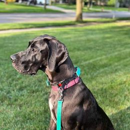 Great Dane All Grown Up from Victory Danes