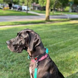 Great Dane All Grown Up from Victory Danes