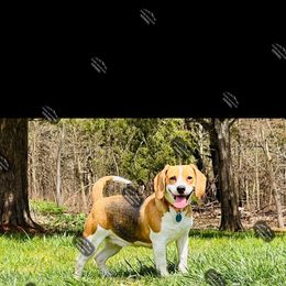 Lucy - Beagle