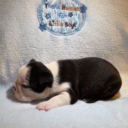 Baby Boy C - Black and white male Boston Terrier puppy in Pine Prairie, Louisiana from Candi's Boston Terriers