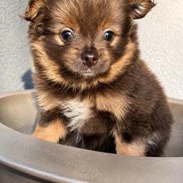 Ziggy - Lavender male Pomeranian puppy in Costa Mesa, California from Wheresmil0