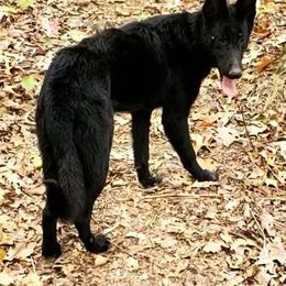 Eclipse - German Shepherd
