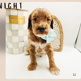 Midnight - Red  male Goldendoodle puppy in Hilton, New York from The House of Goldendoodle