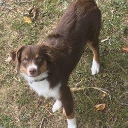 Riley - Miniature Australian Shepherd