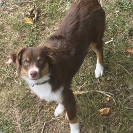 Riley - Miniature Australian Shepherd