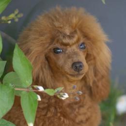 Cindy White Diamond Sofia (Toy) - Poodle