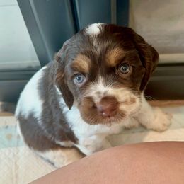 Birdie - Brown and white female Cocker Spaniel puppy in Conroe, Texas from Cavi Cutie Collective
