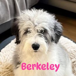Berkeley - Aussiedoodle puppy from Kiki’s Doodles