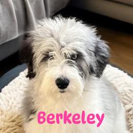 Berkeley - Aussiedoodle puppy from Kiki’s Doodles