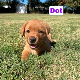 Dot (Purple Collar Girl) - Yellow female Labrador Retriever puppy in Knightdale, North Carolina from Copper Clover Labradors