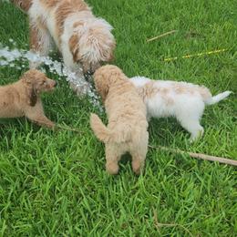 Goldendoodle Puppies from Costa's Curly Canines