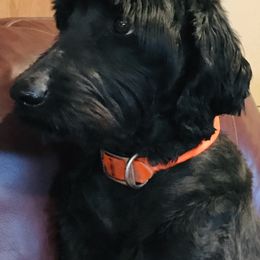 Jewel - Goldendoodle