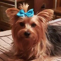 Mia - Yorkshire Terrier