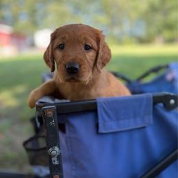 Pepsi - Dark golden female Golden Retriever puppy in Maysville, North Carolina from Gold Rush Retrievers