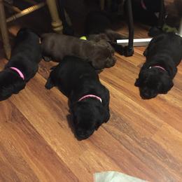 Labrador Retriever Puppies from East Coast Labradors