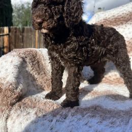 Orange collar - Brown female Poodle puppy in Bakersfield, California from Lucky 7 Litter