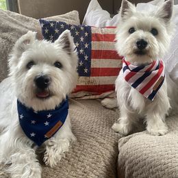 West Highland White Terrier Puppies from Bountiful Westies of West Michigan
