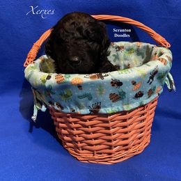 Goldendoodle Puppies from Scranton Goldendoodles