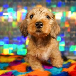 American Corgi, Dachshund, and Pembroke Welsh Corgi Puppies from Shining A Lowriders & Co.