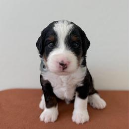 Matty - Tri-color male Bernedoodle puppy in Apache Junction, Arizona from Coffey House Doodles
