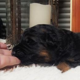 Wesley - Green Collar - Black and red male German Shepherd puppy in Charlotte, North Carolina from Zuflucht K9s