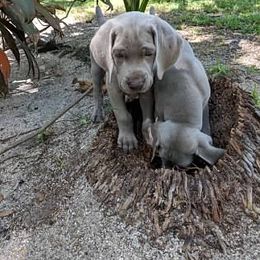 Weimaraner Puppies from Greyborn Weimaraners