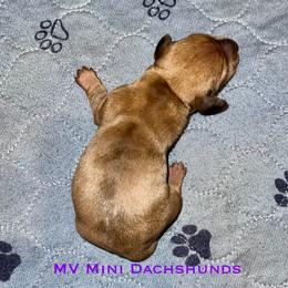 Amber - Dapple female Dachshund puppy in Carlsbad, Texas from MV Mini Dachshunds
