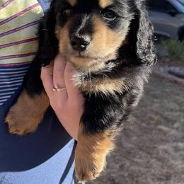 Benny - Black and tan male Dachshund puppy in La Veta, Colorado from Spanish Peaks Longhair Mini Dachshunds