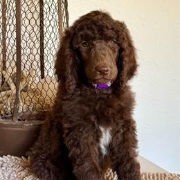 Gala - Brown female Poodle puppy in Julian, California from Above the Pines Poodles