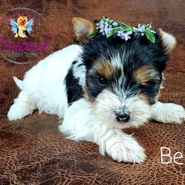 Yorkshire Terrier Puppies from Pixieland Yorkshire Terriers