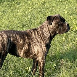 Luna - Bullmastiff