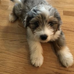 Aussiedoodle Puppies from Crystal Ridge Doodles