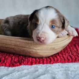 Rose - Red merle female Australian Shepherd puppy in Mountain Grove, Missouri from K Bar H Farms