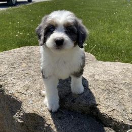 Aussiedoodle and Goldendoodle Puppies from Golden Farm