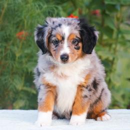 Theo - Blue merle male Miniature American Shepherd puppy in Chocowinity, North Carolina from Foxtail Hollow