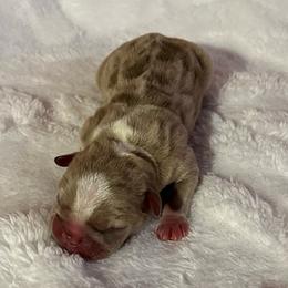 Allium - Fawn male Companion Cross puppy in Peru, Indiana from Angie's Little Bostons And Frenchies