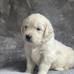 Boy pick 7 - Light golden male Golden Retriever puppy in Waterford, Pennsylvania from Living on Faiths Golden Retrievers