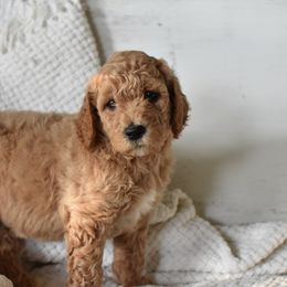 Goldendoodle Puppies from Edge Farm Goldendoodles