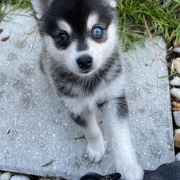 Alaskan Klee Kai Puppies from Lucky Charm Farms