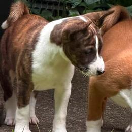 Sybil - Brindle and white female Basenji puppy in Hartford, Virginia from Haus Annandael Basenjis