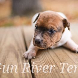 Black based sable - Red white and sable female Rat Terrier puppy in Allegan, Michigan from Gun River Terriers