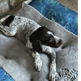 American Bully, German Shorthaired Pointer, and German Wirehaired Pointer All Grown Up from Shoreline Pointers