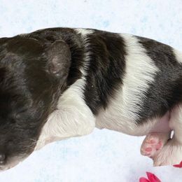 Maltese, Miniature Australian Shepherds, Poodles, Shih Tzus, Toy Australian Shepherds, and Yorkshire Terriers from Love At FURst Sight TX Kiss My Aussie