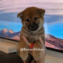 INOSUKE - Sesame male Shiba Inu puppy in Minnesota from BonsaiShibas