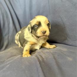 Alpine - Blue merle male Toy Australian Shepherd puppy in Medical Lake, Washington from MAS Gone Rogue