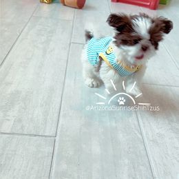Shih Tzu Puppies from Arizona Sunrise Shih Tzus