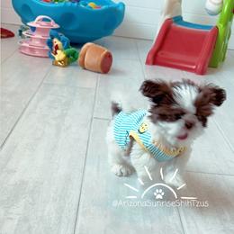Shih Tzu Puppies from Arizona Sunrise Shih Tzus