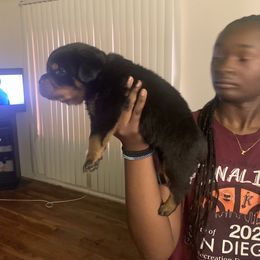 Rottweiler Puppies from Rottweiler Land