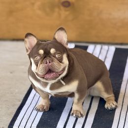 Rogue - French Bulldog